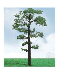 Scots Pine, 3.5in to 4in, (2 per pack)