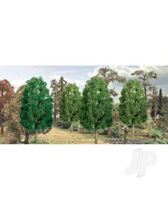 Sycamore, 3in, (3 per pack)